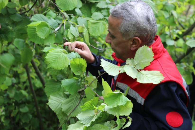 İl Müdürümüz İbrahim Sağlam'dan Zirai Don İncelemesi