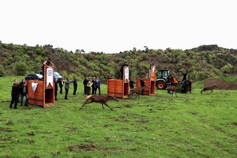 Çorum'da 4 kızıl geyik doğaya salındı