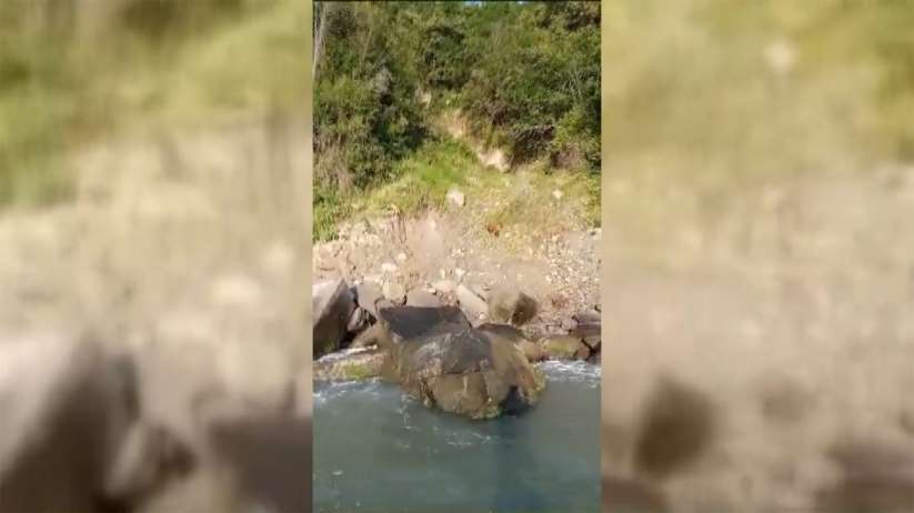 Sinop'ta amatör balıkçılar deniz karındaki yavru ayıları besledi