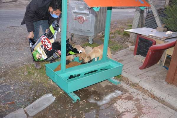 Ergani Belediyesi sokak hayvanlarını unutmadı 