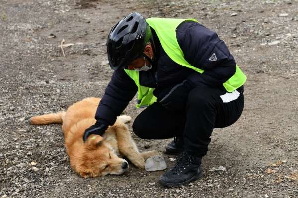 Ankara Büyükşehir Belediyesi sokak hayvanlarını unutmadı 