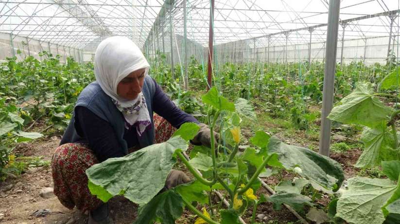 Tokat'ta seralarda salatalık hasadı başladı
