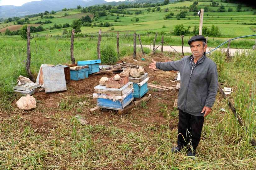 Amasya'da köylere inen ayılar arı kovanlarına saldırdı
