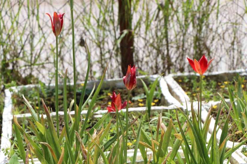 Avrupa'dan getirilen 'yitik lale' 127 yıl sonra Amasya'da çoğaltılmaya başlandı