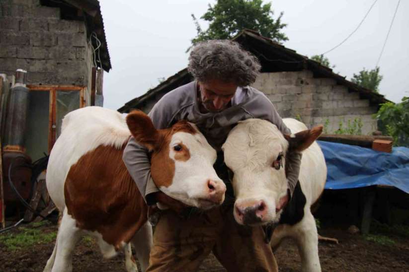 12 yıllık melezleme çalışmasında yeni bir tür büyükbaş hayvan elde etmeyi başardı