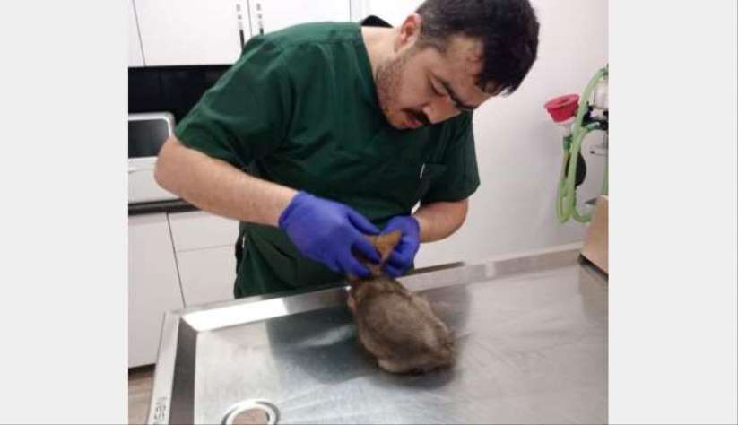 Yaralı bulanan yavru tilki tedavi altına alındı