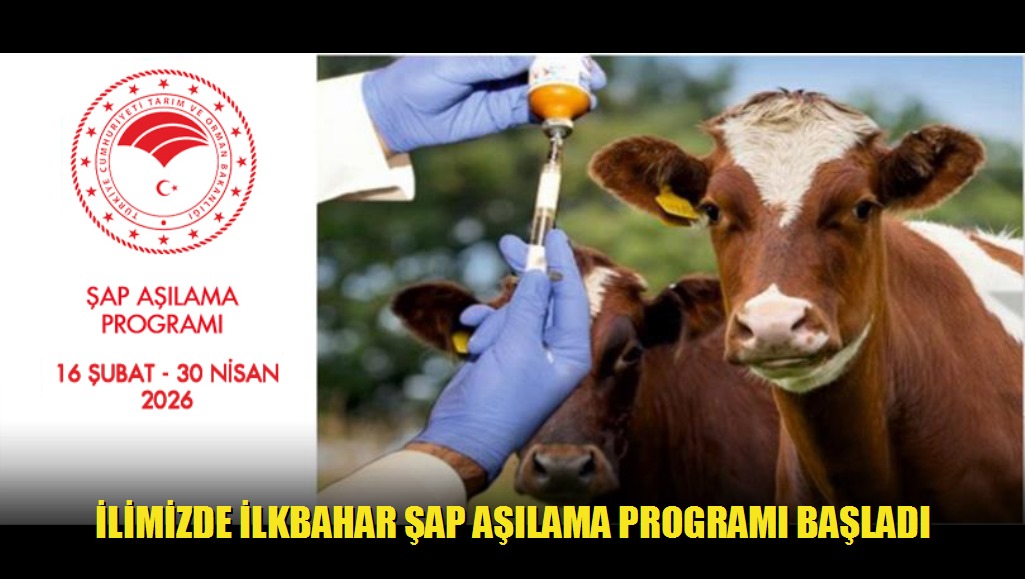 İlimizde İlkbahar Şap Aşılama Programı Başladı