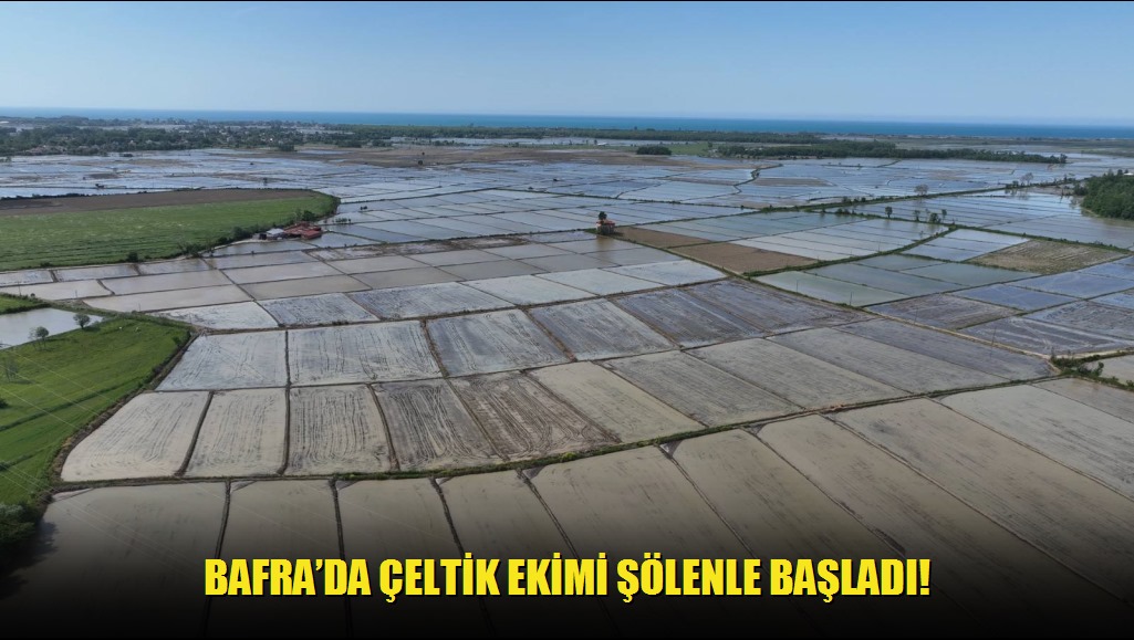 Bafrada Çeltik Ekimi Şölenle Başladı!
