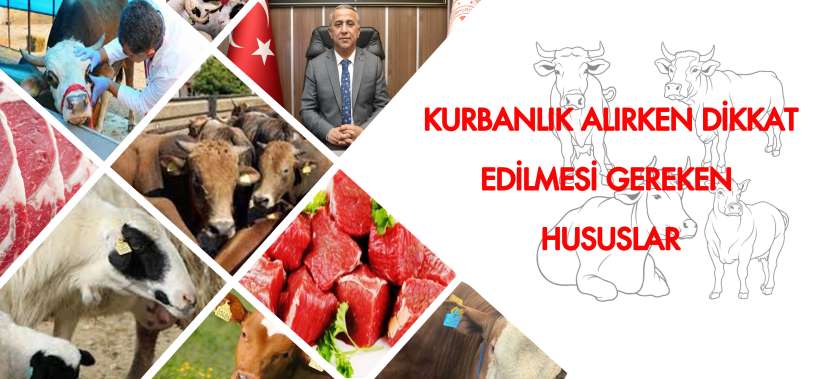 Kurbanlık Hayvan Seçilirken Dikkat Edilecek Hususlar 