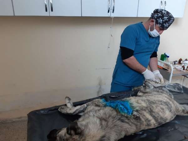 Hakkari belediyesi, vücudunda kesikler olan köpeği tedavi altına aldı 