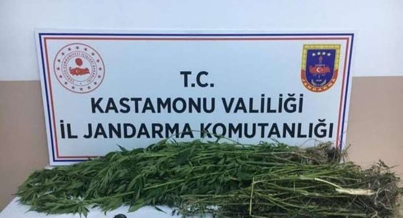 Kastamonu'da 28 kök kenevir ele geçirildi: 1 gözaltı