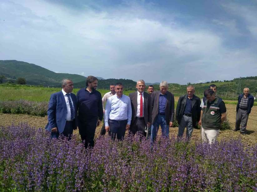 Samsun 'tıbbı aromatik bitki' üretiminde merkez oluyor