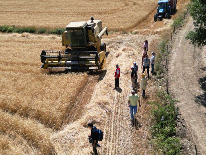 İlimizde Arpa, Buğday Ve Kanolada Hasat Devam Ediyor