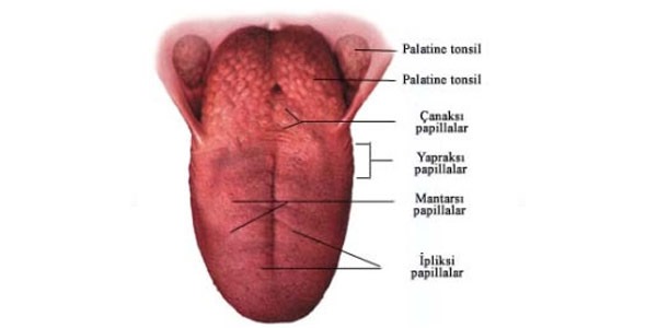 UYKU CERRAHİSİNDE DİL KÖKÜ AMELİYATLARI NEDİR, NASIL OLUR?