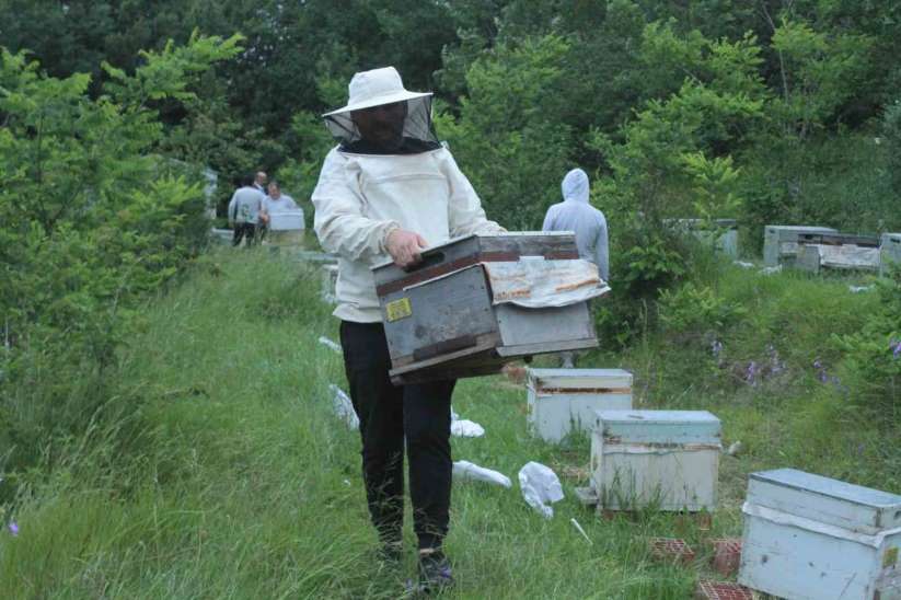Ordulu arıcılar 'çiçek balı' için yaylalara göç başlattı