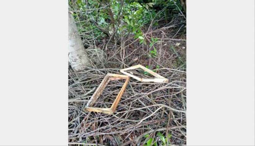 Bektaş Yaylası'nda ayı arı kovanlarını parçaladı