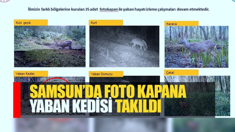 Samsun'da fotokapana yaban kedisi yakalandı